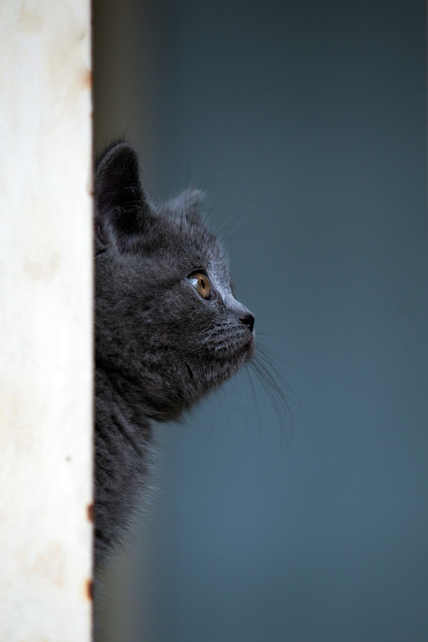 animal, cat, pet, mammal, feline, kitten, friend, whiskers, nature, iran, persian